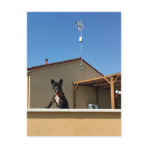 Happy Niedlich French Bulldog Postcard