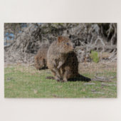 Happy & Niedlich Quokkas Rottnest Island, 1014 Stü Puzzle (Horizontal)