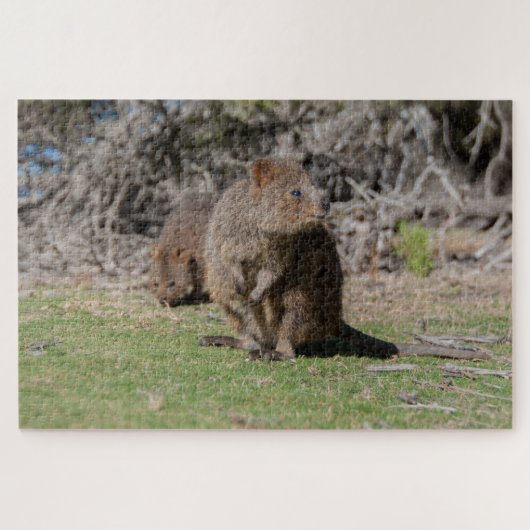 Happy & Niedlich Quokkas Rottnest Island, 1014 Stü Puzzle (Horizontal)