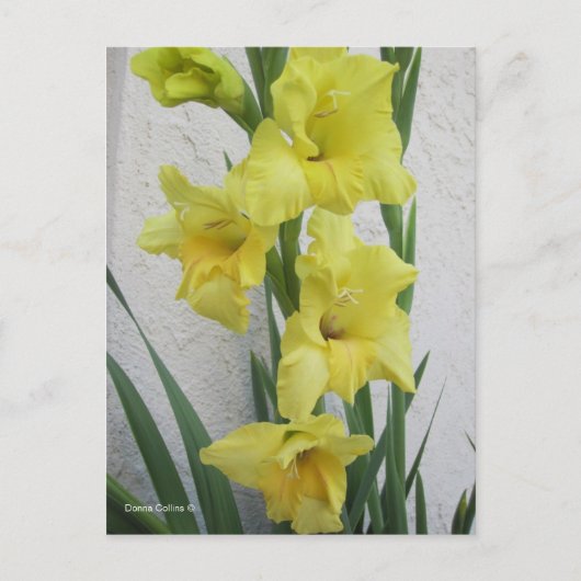 Happy Oaster Blume Postkarte (Vorderseite)