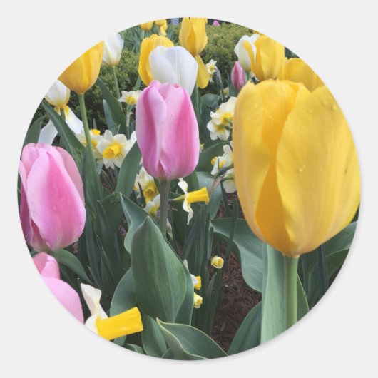 Happy Oaster Bright Yellow Tulips Sticker (Vorderseite)