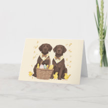 Happy Oaster Chocolate Labrador Retriever Hunde