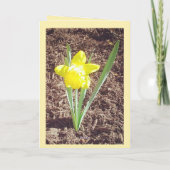 Happy Oaster Daffodil Card Feiertagskarte (Rückseite)