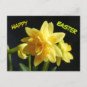 Happy Oaster Doppel blühende Daffodils Postkarte