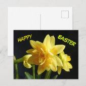Happy Oaster Doppel blühende Daffodils Postkarte (Vorne/Hinten)
