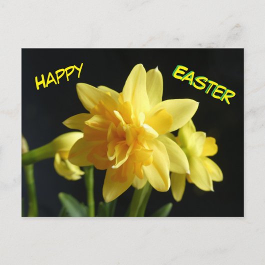 Happy Oaster Doppel blühende Daffodils Postkarte (Vorderseite)