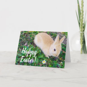 Happy Oaster Feiertagskarte
