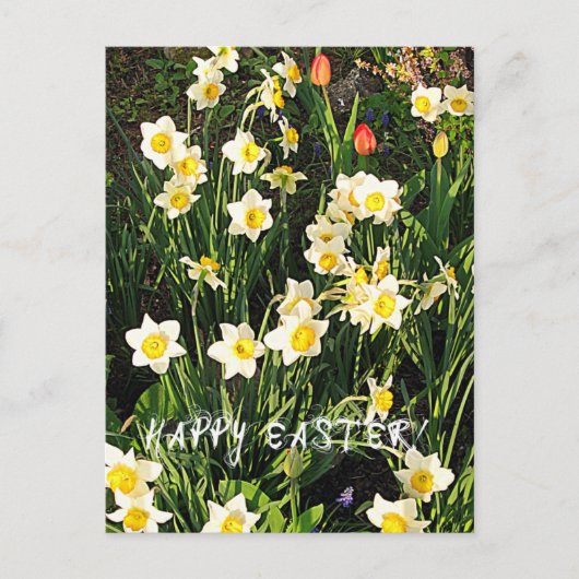 Happy Oaster Feiertagspostkarte (Vorderseite)