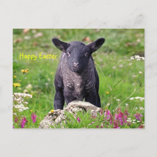 Happy Oaster Feiertagspostkarte (Vorderseite)
