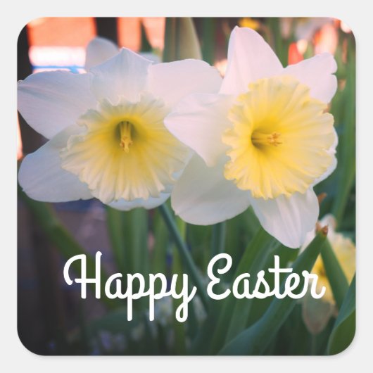 Happy Oaster Large Cupped Daffodil Stickers (Vorderseite)