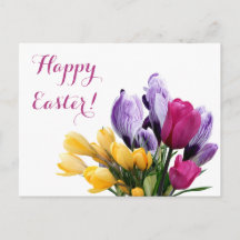 Happy Oaster lila Crocus pink Tulpe niedlich