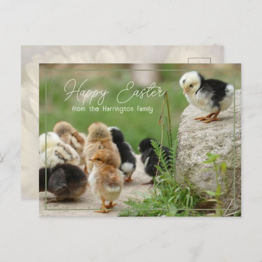 Happy Oaster Niedlich Baby Chicks Parade Postkarte (Vorne/Hinten)