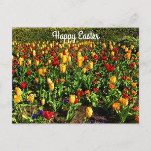 Happy Oaster Red & Yellow Tulips #1 Postkarte