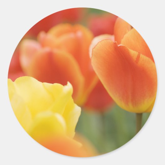 Happy Oaster Tulips Runder Aufkleber (Vorderseite)
