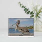 Happy Pelican Postkarte (Stehend Vorderseite)