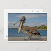 Happy Pelican Postkarte (Vorne/Hinten)
