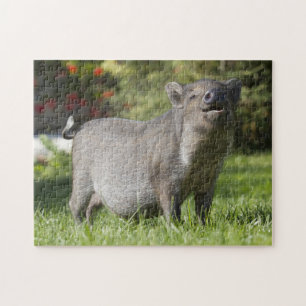 Happy Pet Mini Pig Puzzle