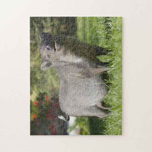 Happy Pet Mini Pig Puzzle (Vertikal)