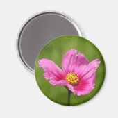Happy Pink Cosmos Blume Magnet (Vorderseite/Rückseite)