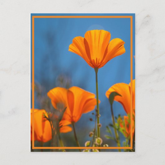 Happy Poppy Postkarte (Vorderseite)