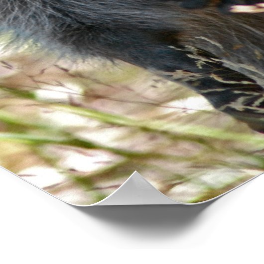 HAPPY RACCOON POSTER (Ecke)