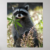 HAPPY RACCOON POSTER (Vorne)