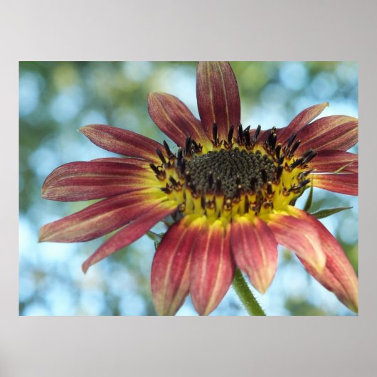 Happy Red Sunflower Poster (Vorne)