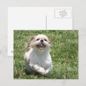 Happy Run Shih Tzu Postkarte (Vorne/Hinten)