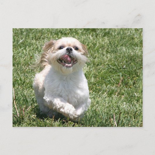 Happy Run Shih Tzu Postkarte (Vorderseite)