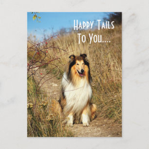 Happy Schwanzes to you Collie Dog Postkarte