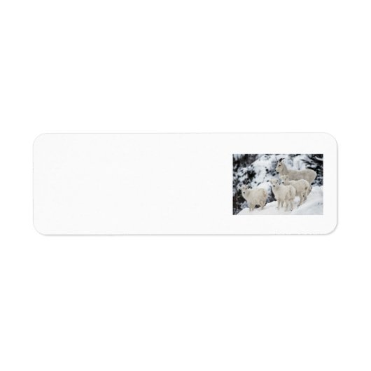 Happy Sheep Family (Vorne)