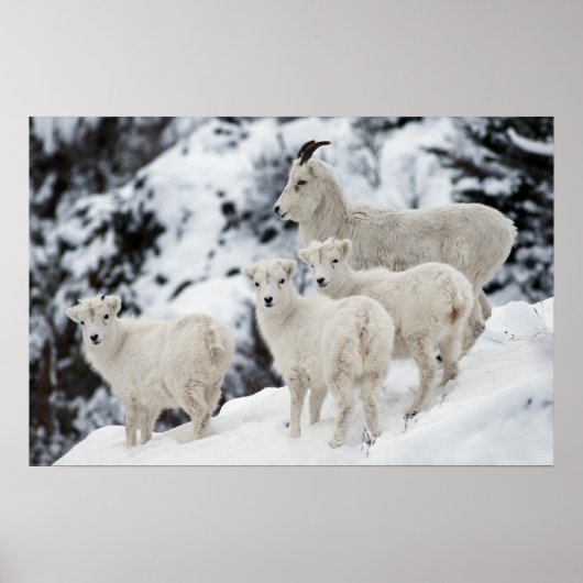 Happy Sheep Family Poster (Vorne)