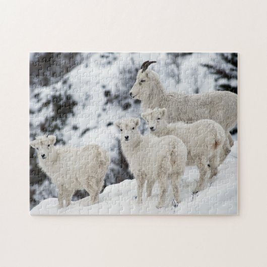 Happy Sheep Family Puzzle (Horizontal)