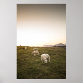 Happy Sheep Poster (Vorne)