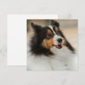 Happy Shelty (Vorne/Hinten)