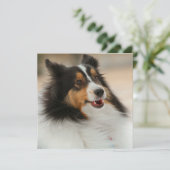 Happy Shelty (Stehend Vorderseite)