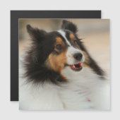 Happy Shelty Magnetkarte (Vorne/Hinten)