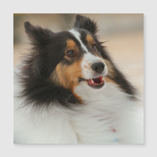 Happy Shelty Magnetkarte (Vorderseite)