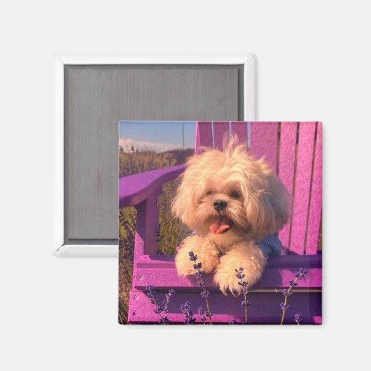 Happy Shih Tzu Puppy Relaxing (Dog Days) Magnet (Vorderseite/Rückseite)