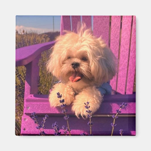 Happy Shih Tzu Puppy Relaxing (Dog Days) Magnet (Vorne)