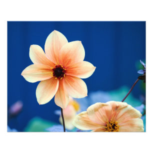 Happy Single Kiss Dahlia mit blauem Hintergrund Fotodruck