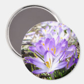 Happy Spring Crocus Magnet (Vorderseite/Rückseite)