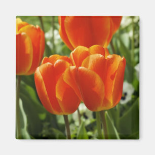 Happy Spring Magnet