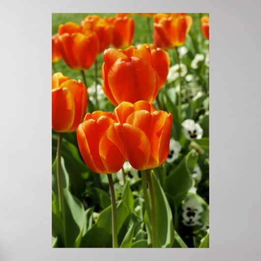 Happy Spring Print Poster (Vorne)
