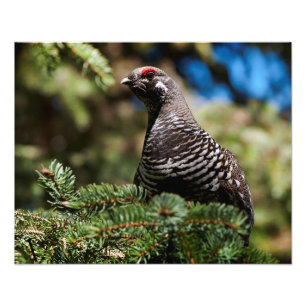 Happy Spruce Grouse Fotodruck