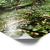 Happy Spruce Grouse Fotodruck (Ecke)