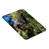 Happy Spruce Grouse Magnet (Rechte Seite)