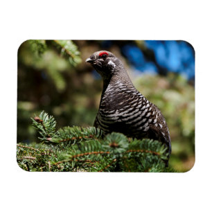 Happy Spruce Grouse Magnet