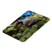 Happy Spruce Grouse Magnet (Linke Seite)