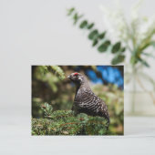 Happy Spruce Grouse Postkarte (Stehend Vorderseite)